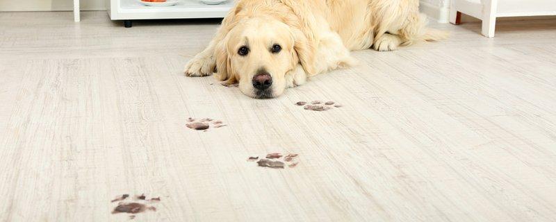 Pet-friendly flooring